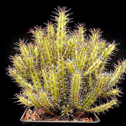 Euphorbia griseola unspecified picture