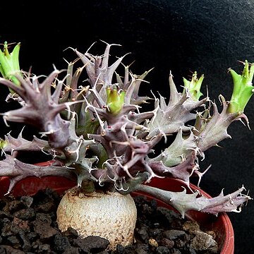 Euphorbia groenewaldii unspecified picture