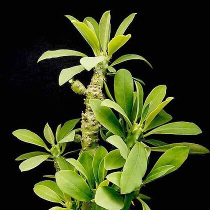 Euphorbia nivulia unspecified picture