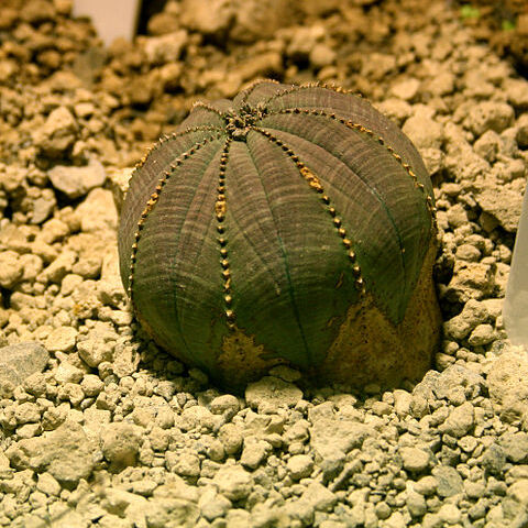 Euphorbia obesa unspecified picture