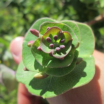 Euphorbia pedroi unspecified picture