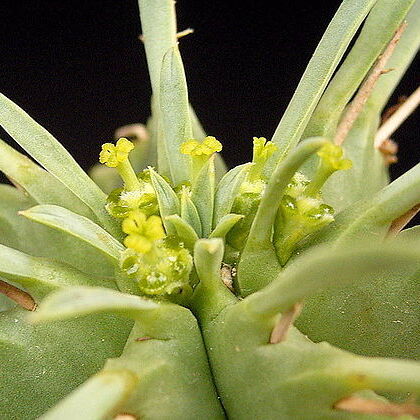 Euphorbia pulvinata unspecified picture