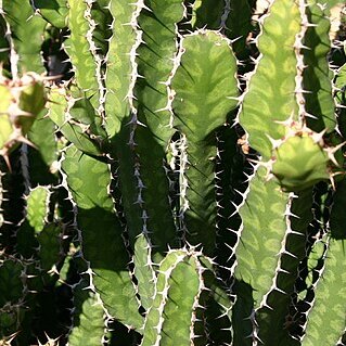 Euphorbia pseudocactus unspecified picture