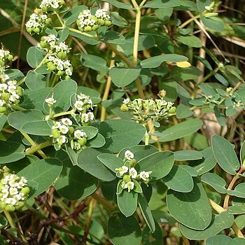 Euphorbia atoto unspecified picture