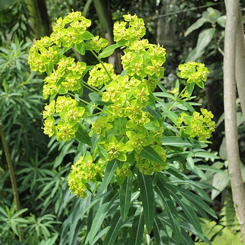 Euphorbia medicaginea unspecified picture