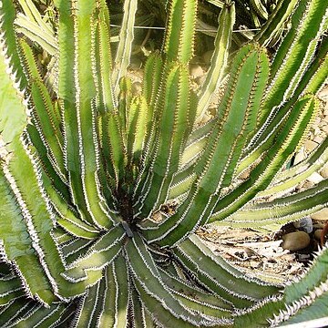 Euphorbia avasmontana unspecified picture