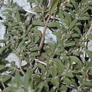 Euphorbia humistrata unspecified picture