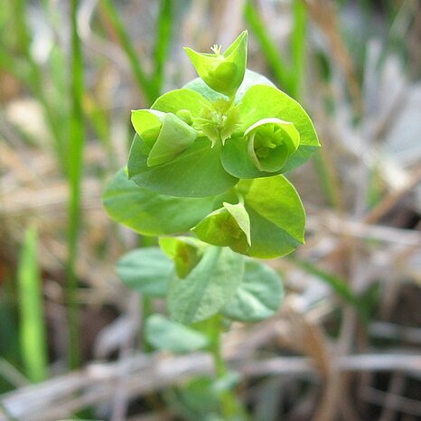 Euphorbia commutata unspecified picture