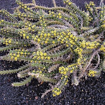 Euphorbia uhligiana unspecified picture