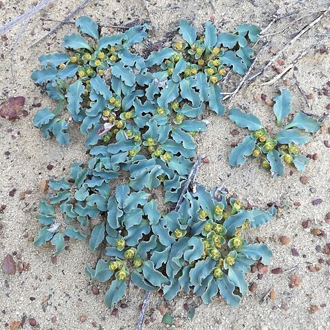 Euphorbia tuberosa unspecified picture