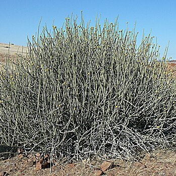 Euphorbia damarana unspecified picture