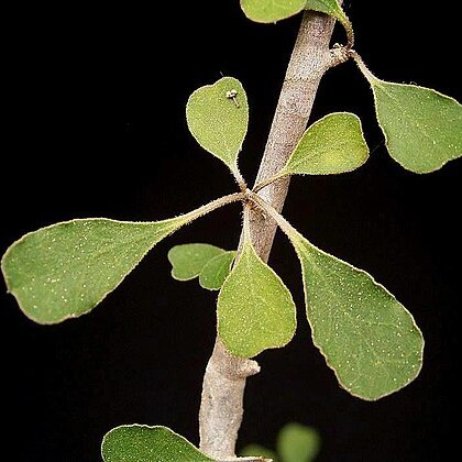 Euphorbia denisii unspecified picture