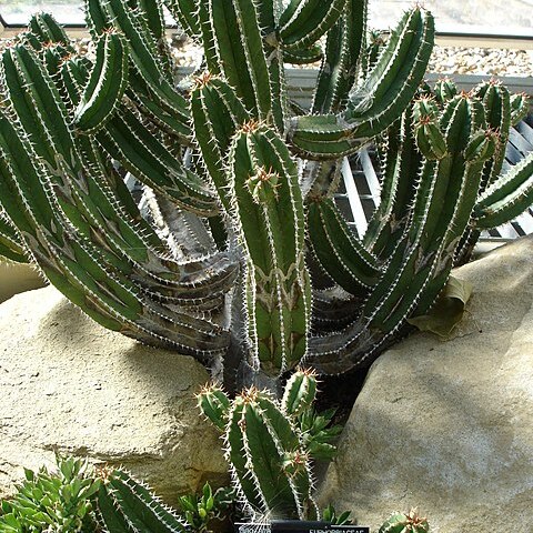 Euphorbia officinarum subsp. echinus unspecified picture