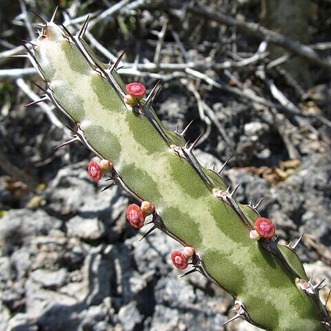 Euphorbia lividiflora unspecified picture