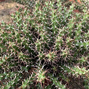 Euphorbia lenewtonii unspecified picture