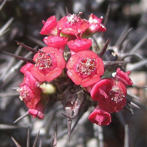 Euphorbia corniculata unspecified picture