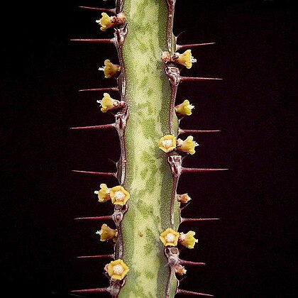 Euphorbia complexa unspecified picture