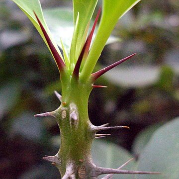 Euphorbia spinea unspecified picture