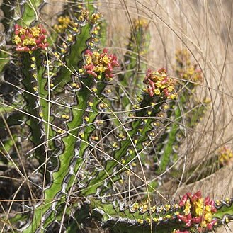 Euphorbia ramulosa unspecified picture