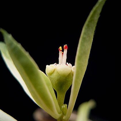 Euphorbia radians unspecified picture