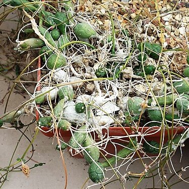 Euphorbia stapelioides unspecified picture