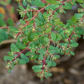 Euphorbia serpyllifolia unspecified picture