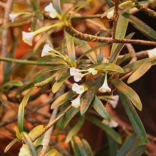 Euphorbia robivelonae unspecified picture