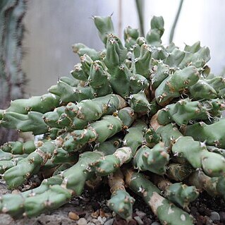 Euphorbia clivicola unspecified picture