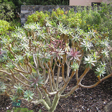 Euphorbia bravoana unspecified picture