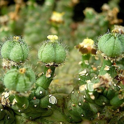 Euphorbia brevirama unspecified picture