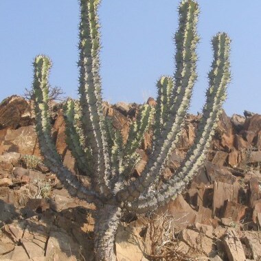 Euphorbia virosa unspecified picture