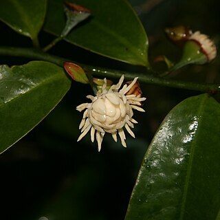 Eupomatia laurina unspecified picture