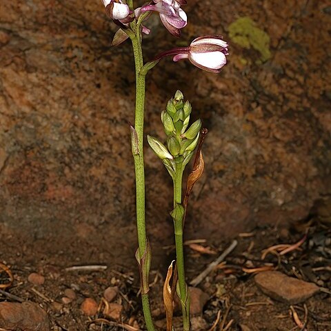 Eulophia hians unspecified picture