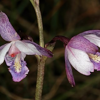 Eulophia hians var. hians unspecified picture