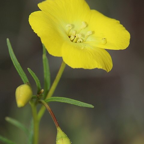 Eulobus californicus unspecified picture