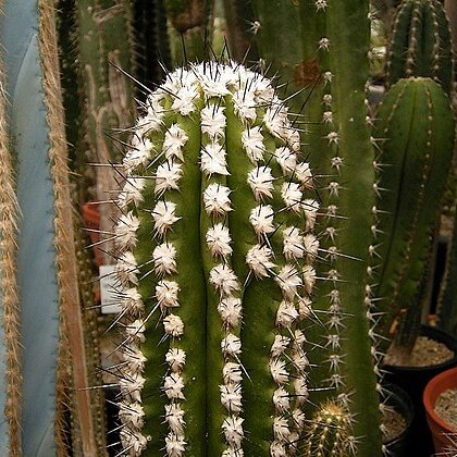 Eulychnia breviflora unspecified picture