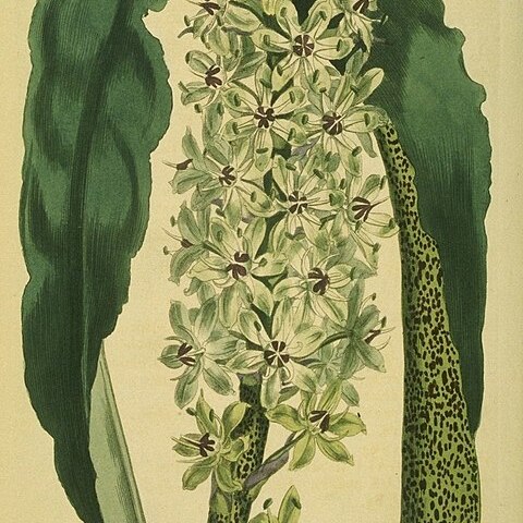 Eucomis comosa unspecified picture