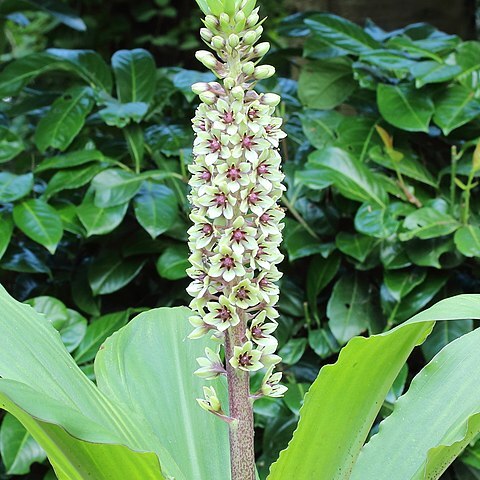 Eucomis montana unspecified picture