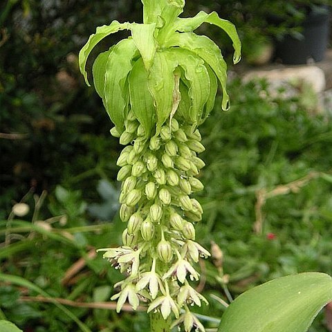 Eucomis l'hér. unspecified picture