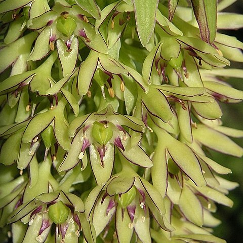 Eucomis bicolor unspecified picture