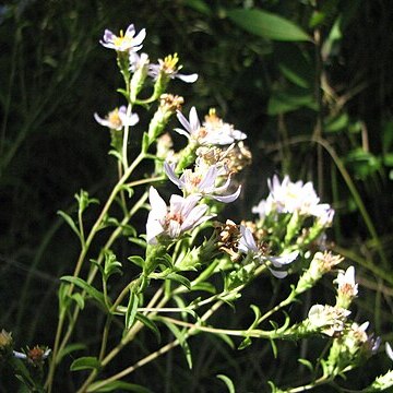 Eurybia compacta unspecified picture