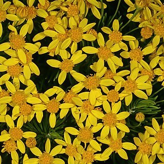 Euryops linifolius unspecified picture