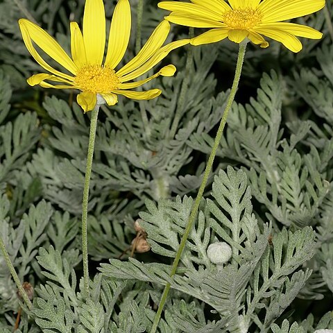 Euryops pectinatus unspecified picture