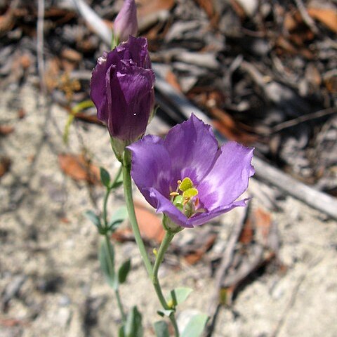 Eustoma exaltatum unspecified picture