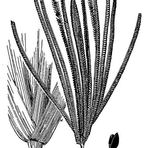 Eustachys glauca unspecified picture