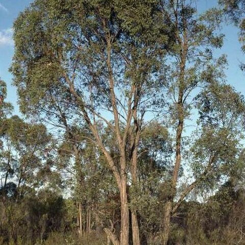 Eucalyptus panda unspecified picture