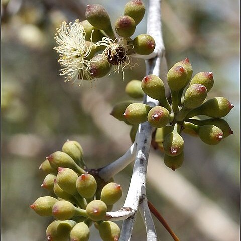 Eucalyptus pendens unspecified picture