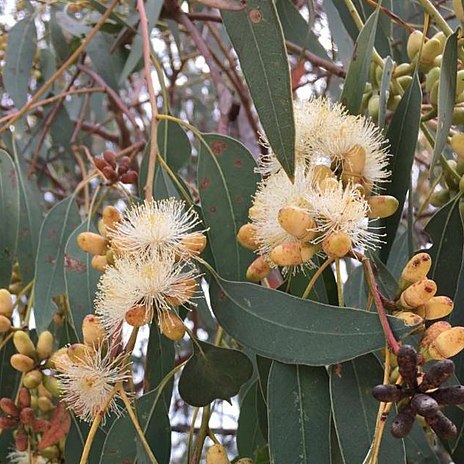 Eucalyptus prava unspecified picture