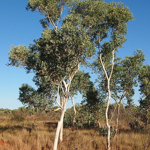 Eucalyptus alba unspecified picture