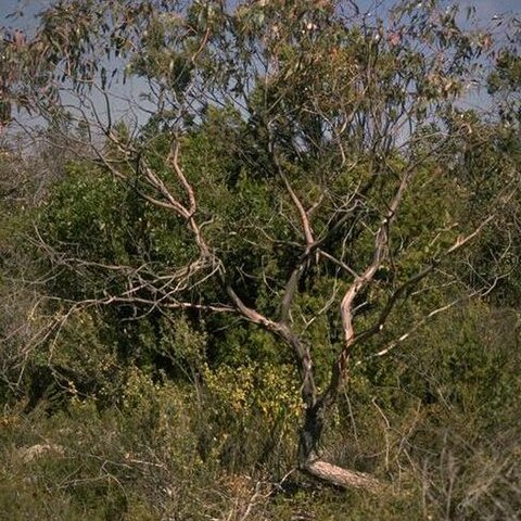 Eucalyptus arcana unspecified picture